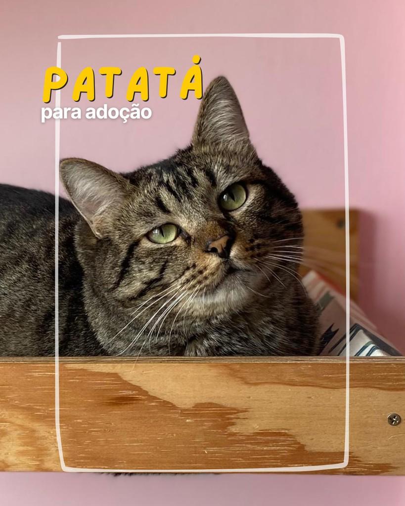 Patatá, gato para adoção em Curitiba - PR