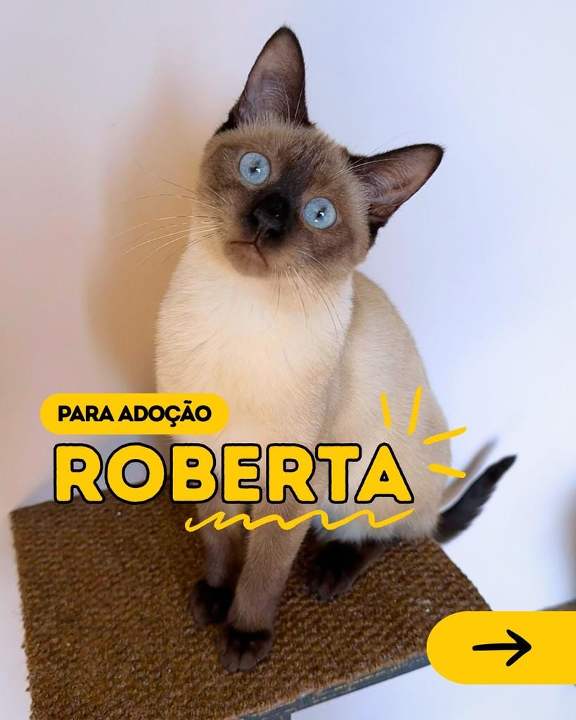 Roberta, gata para adoção em Curitiba - PR