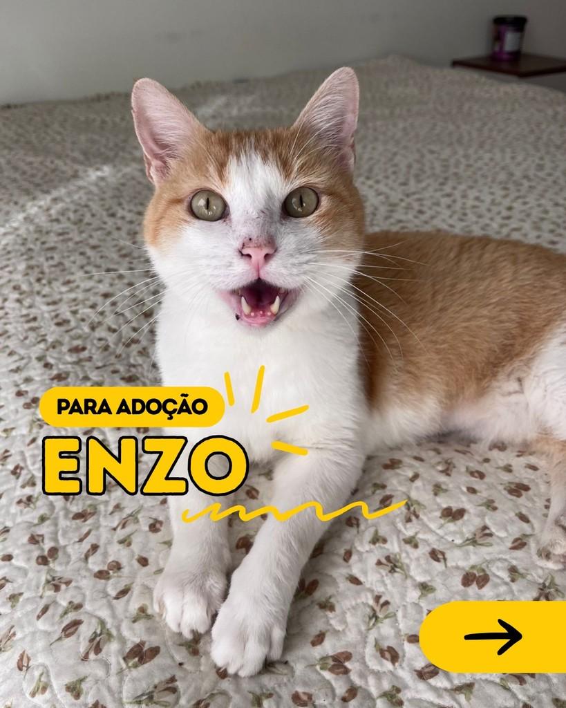 Enzo, gato para adoção em Curitiba - PR