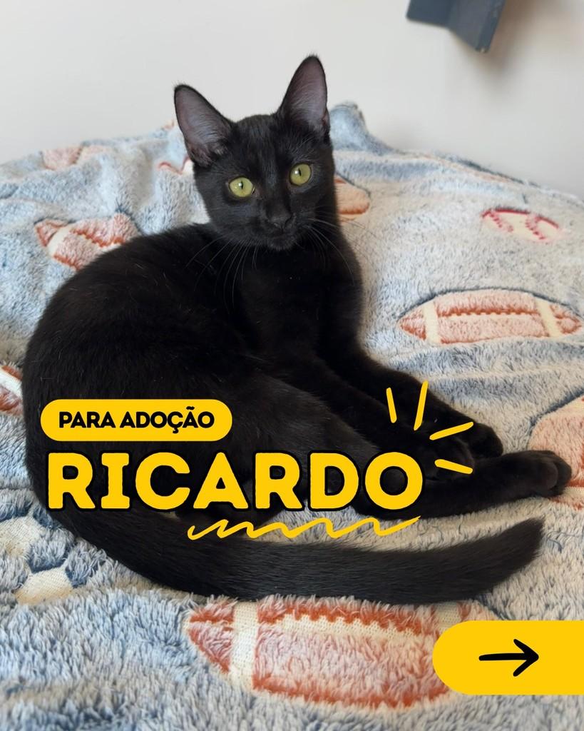 Ricardo, gato para adoção em Curitiba - PR