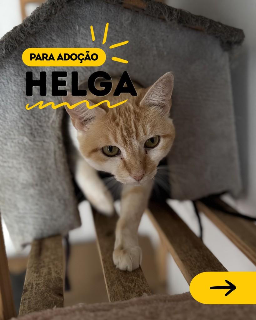 Helga, gata para adoção em Curitiba - PR