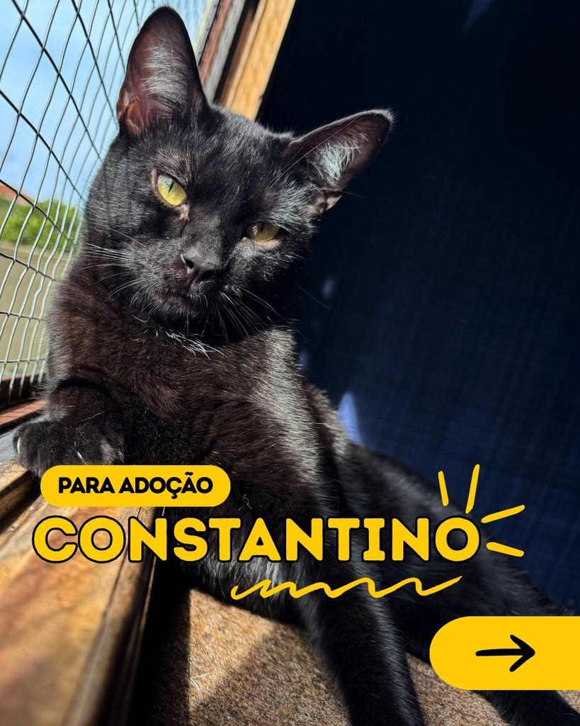 Constantino, gato para adoção em Curitiba - PR