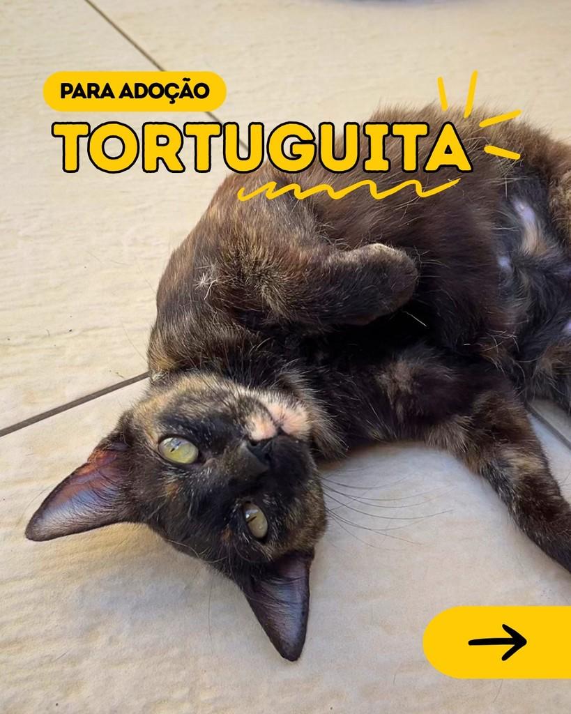 Tortuguita, gata de porte pequeno para adoção em Curitiba - PR