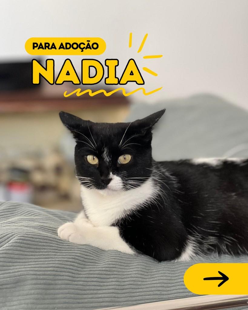 Nadia, gata para adoção em Curitiba - PR