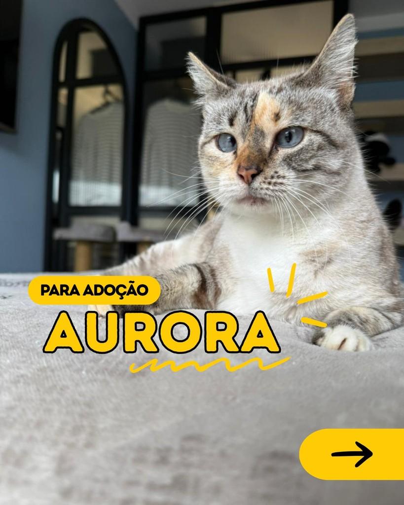 Aurora, gata de porte pequeno para adoção em Curitiba - PR