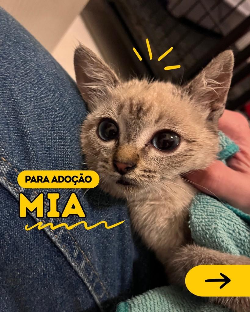 Mia, gata de porte pequeno para adoção em Curitiba - PR