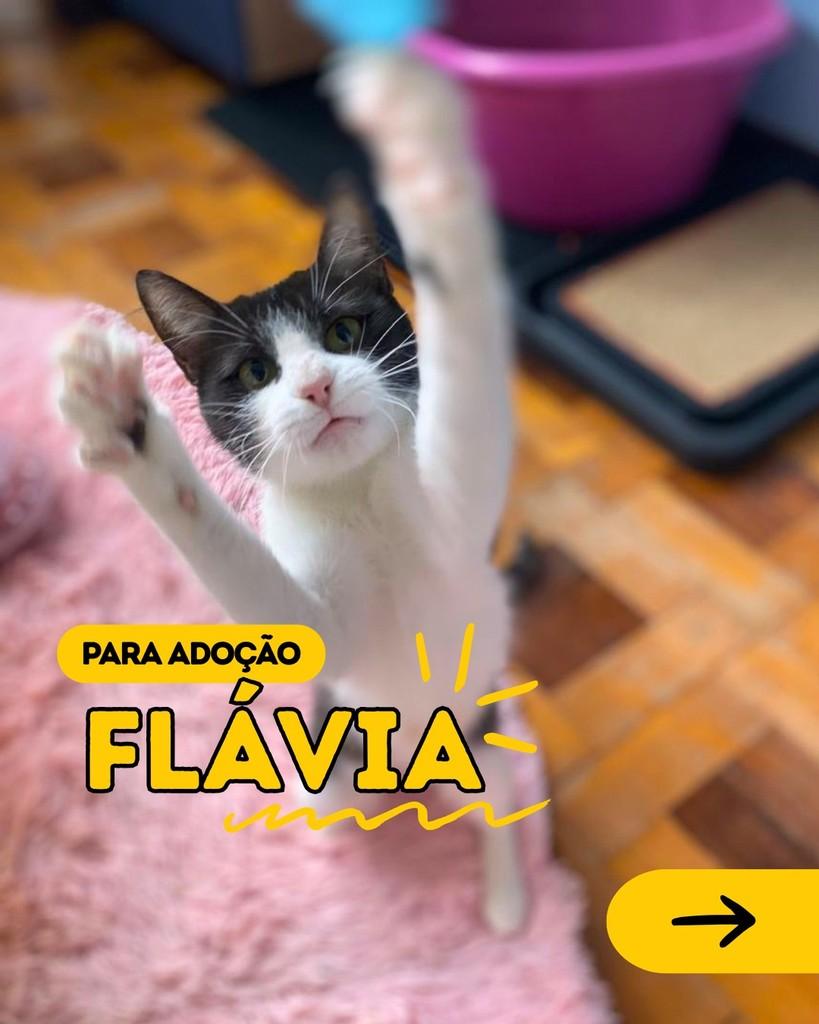 Flávia, gata para adoção em Curitiba - PR