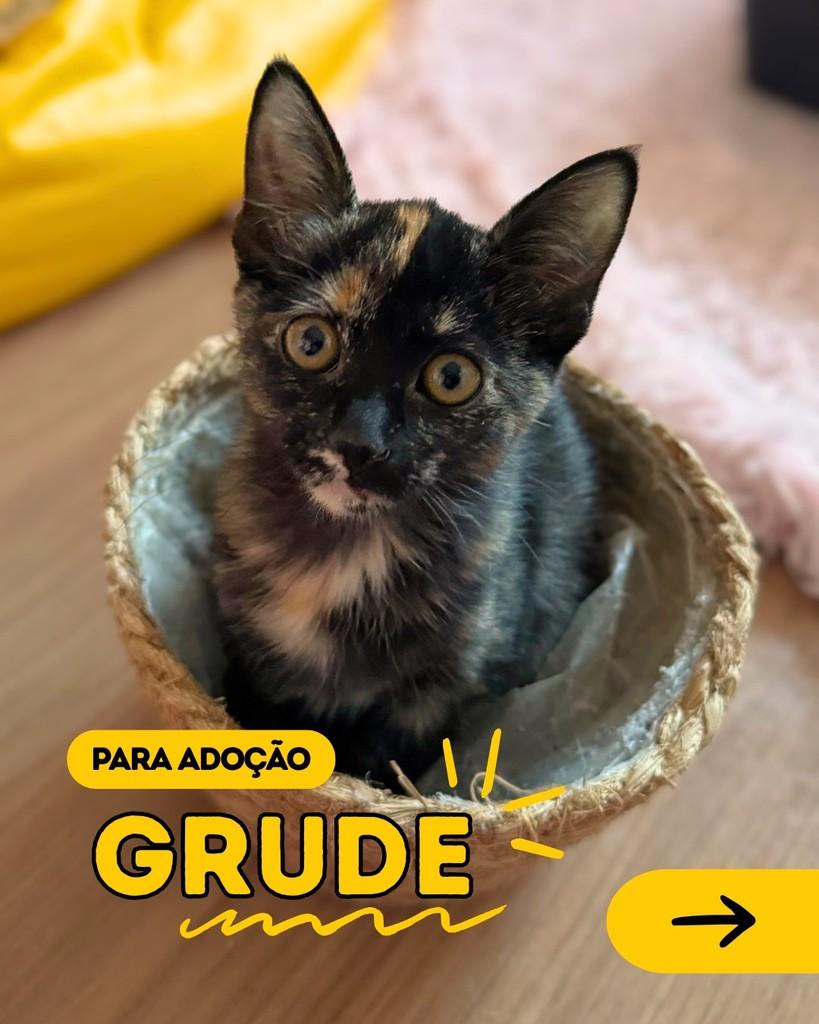 Grude, gata para adoção em Curitiba - PR