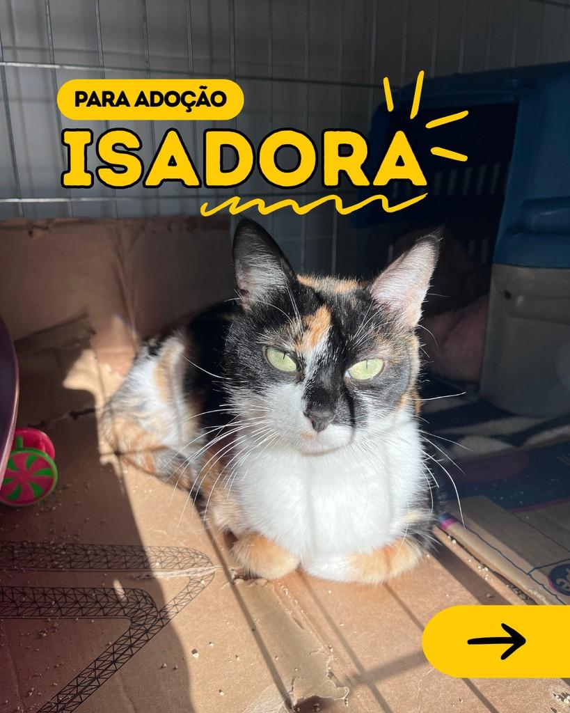 Isadora, gata para adoção em Curitiba - PR