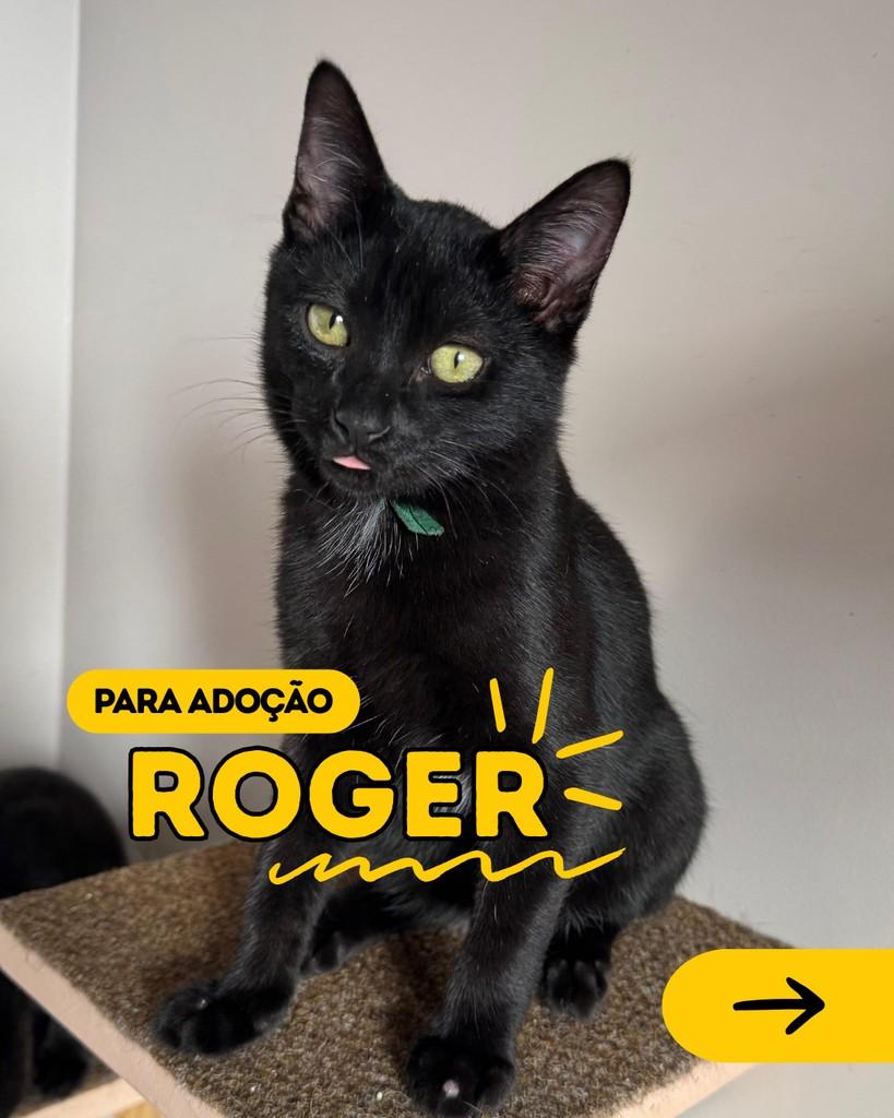 Roger, gato para adoção em Curitiba - PR