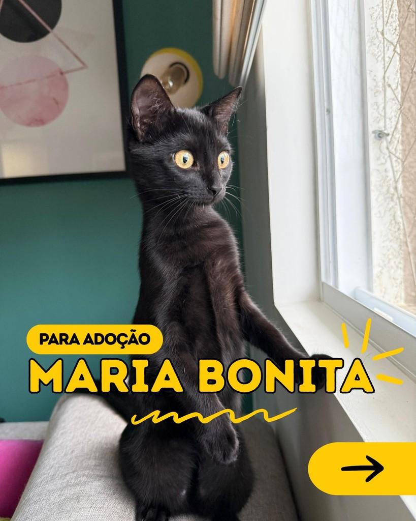 Maria Bonita, gata para adoção em Curitiba - PR
