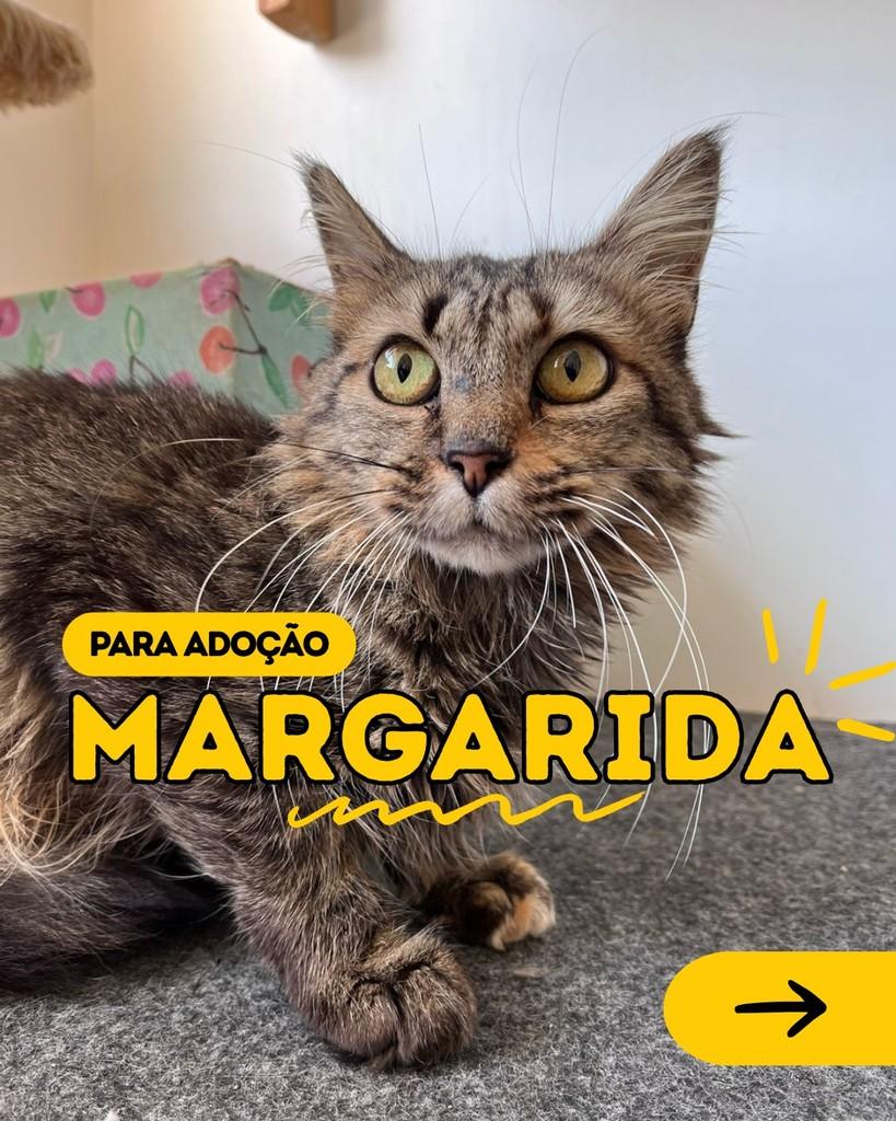 Margarida, gata de porte pequeno para adoção em Curitiba - PR