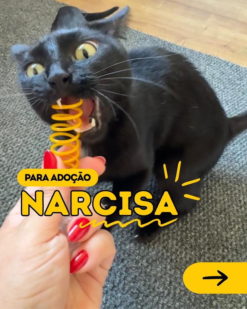 Narcisa, gata para adoção em Curitiba - PR