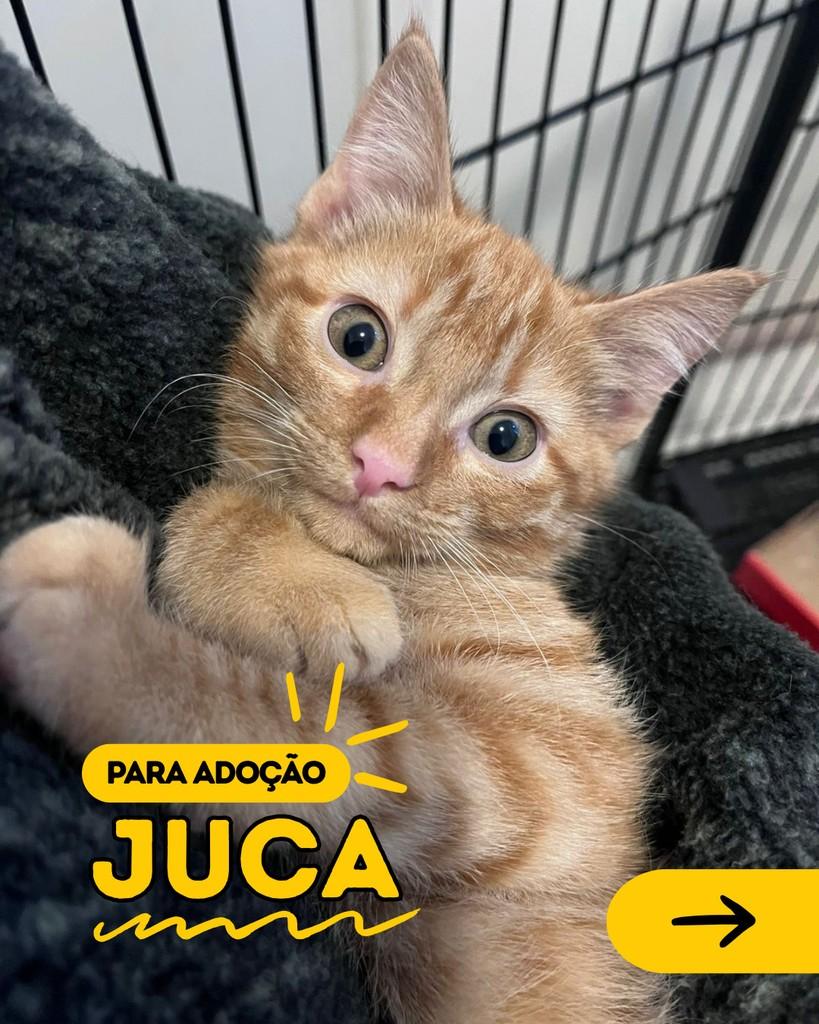 Juca, gato para adoção em Curitiba - PR