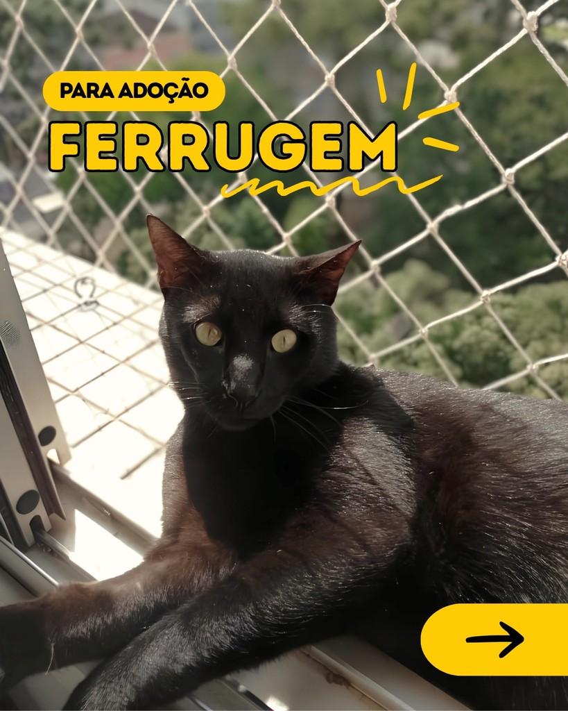 Ferrugem, gato para adoção em Curitiba - PR