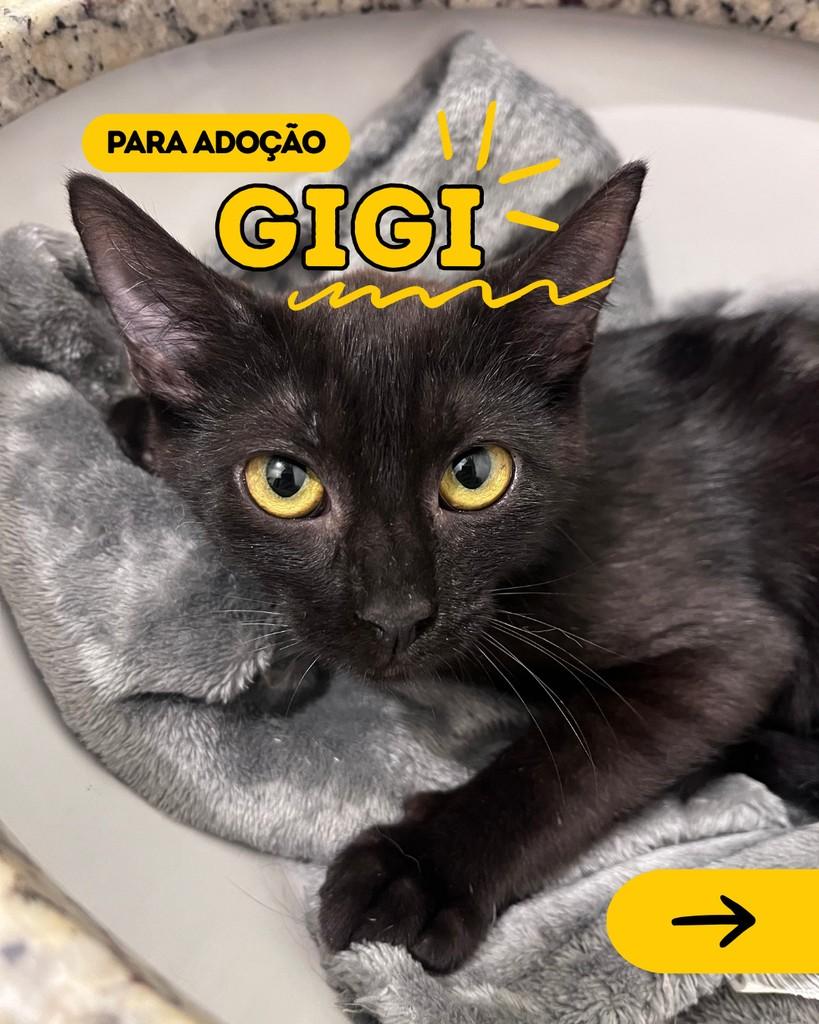 Gigi, gata de porte pequeno para adoção em Curitiba - PR