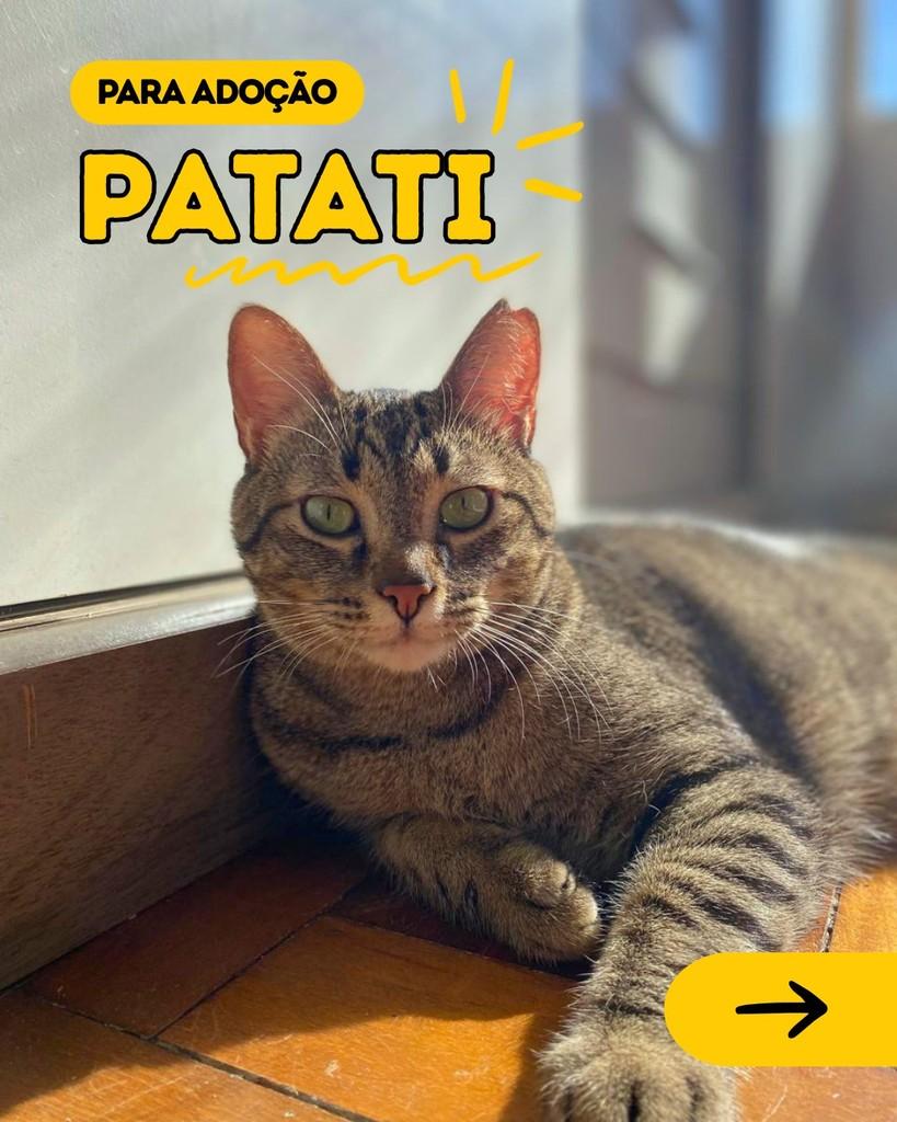 Patati, gato para adoção em Curitiba - PR