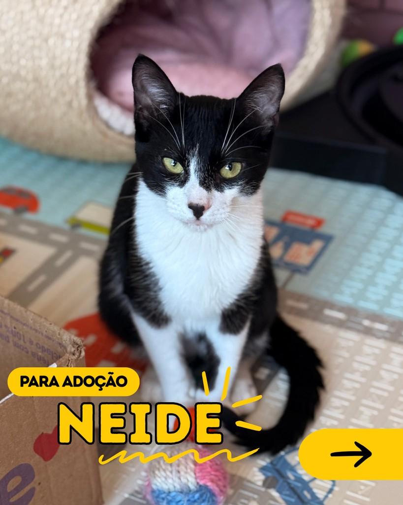 Neide, gata de porte pequeno para adoção em Curitiba - PR