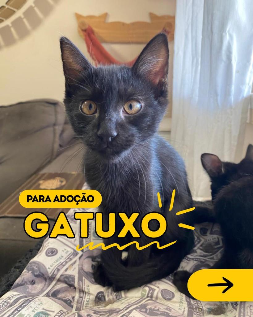 Gatuxo, gato para adoção em Curitiba - PR