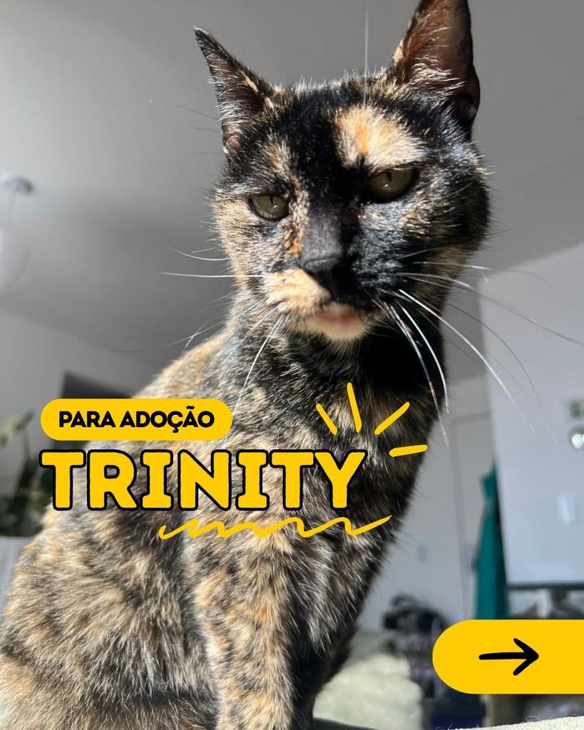 Trinity, gata de porte pequeno para adoção em Curitiba - PR