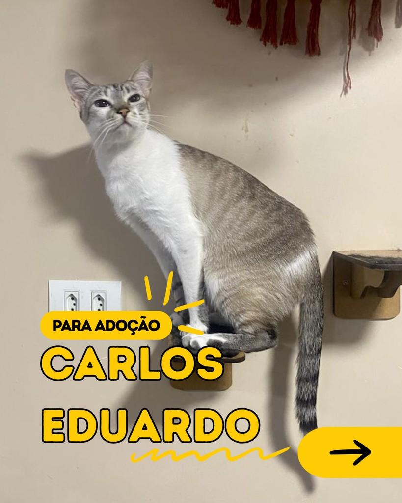 Carlos Eduardo, gato de porte médio para adoção em Curitiba - PR