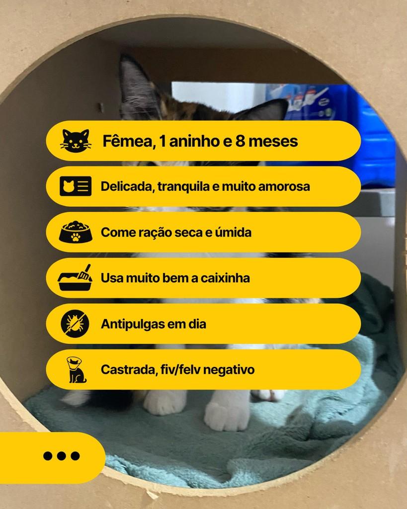 Heloisa, gata de porte pequeno para adoção em Curitiba - PR