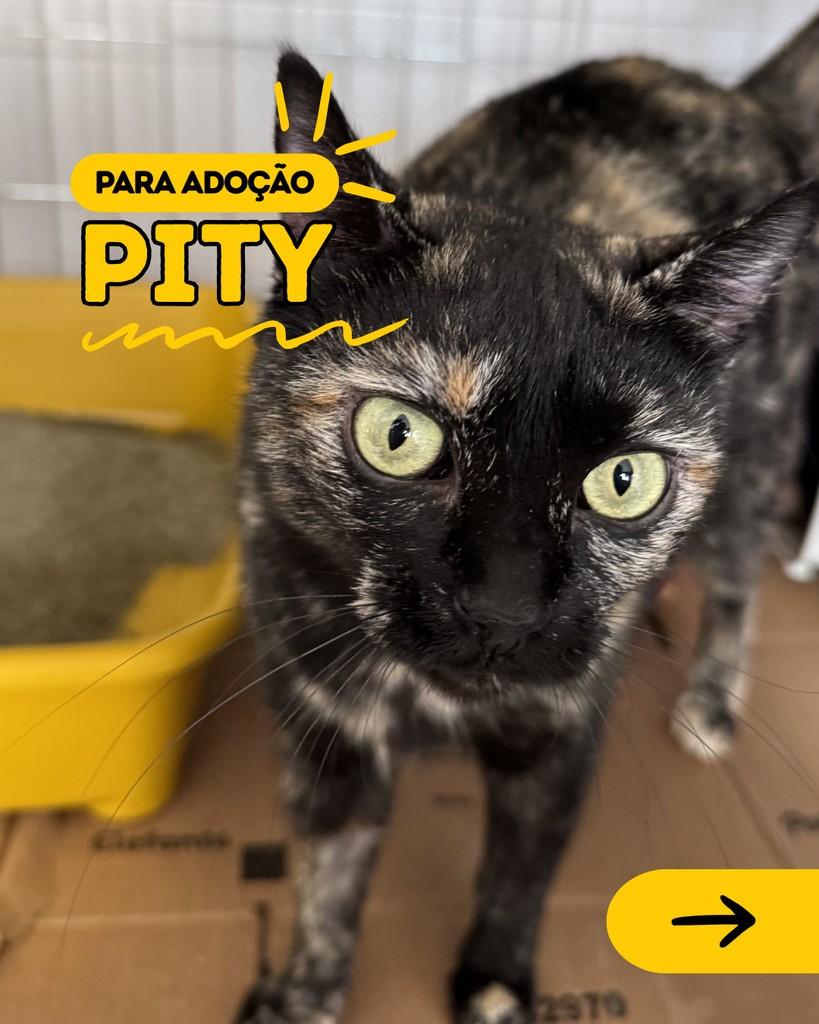 Pity, gata para adoção em Curitiba - PR
