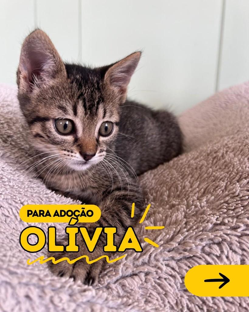 Olivia, gata de porte pequeno para adoção em Curitiba - PR