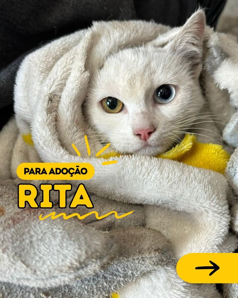 Rita, gata de porte pequeno para adoção em Curitiba - PR