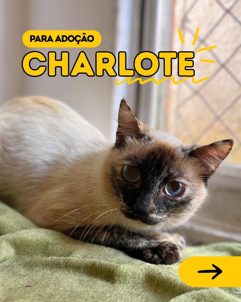 Charlotte, gata de porte pequeno para adoção em Curitiba - PR