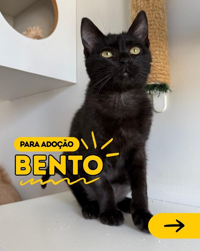 Bento, gato para adoção em Curitiba - PR