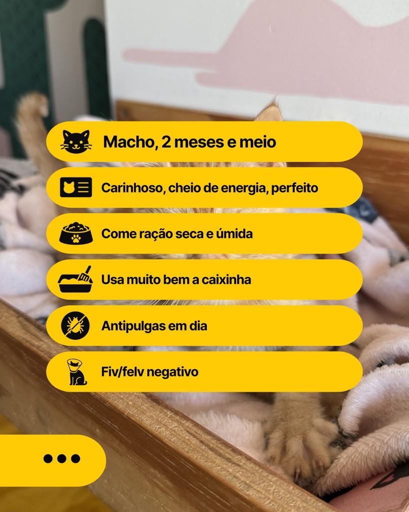 Haaland, gato de porte pequeno para adoção em Curitiba - PR