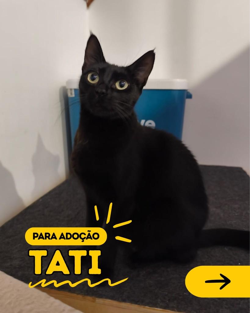 Tati, gata de porte médio para adoção em Curitiba - PR