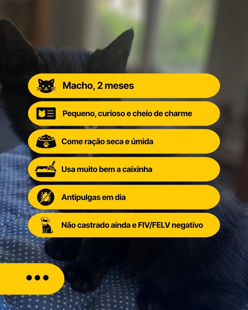 Shinobu, gato de porte pequeno para adoção em Curitiba - PR