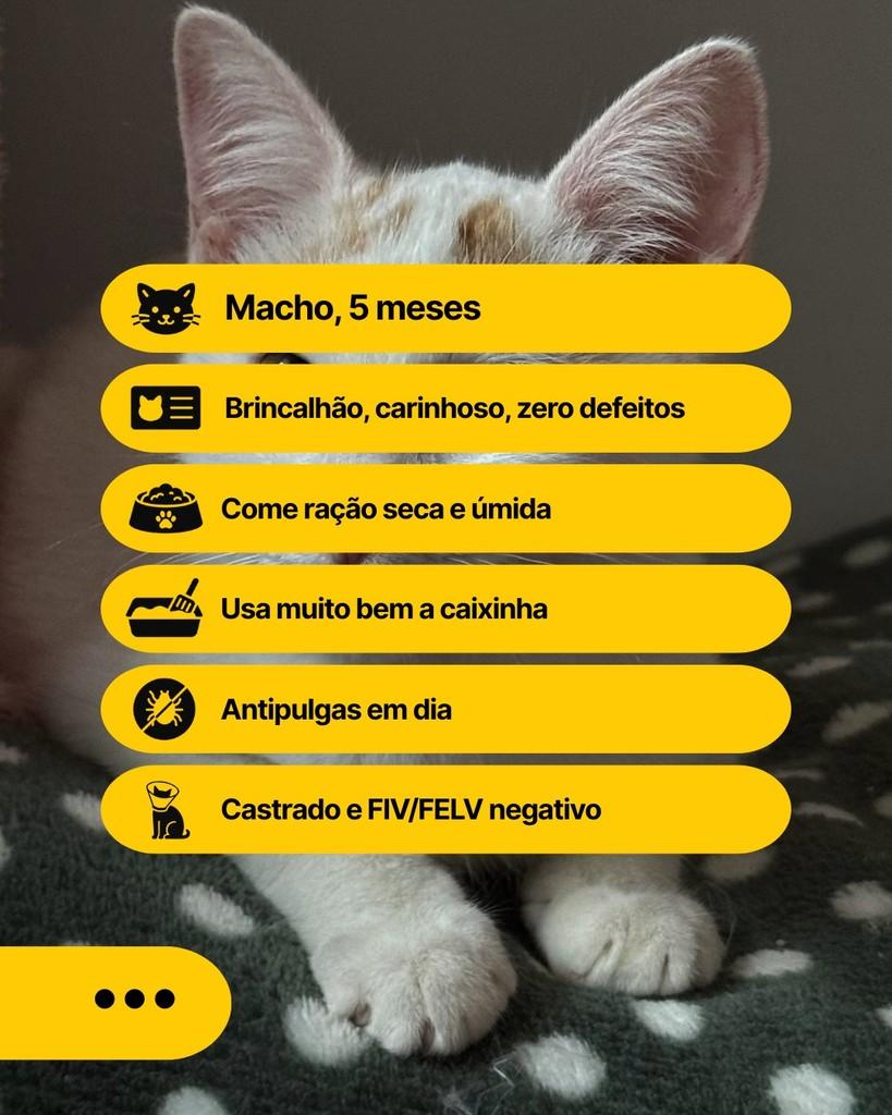 Togo, gato de porte pequeno para adoção em Curitiba - PR
