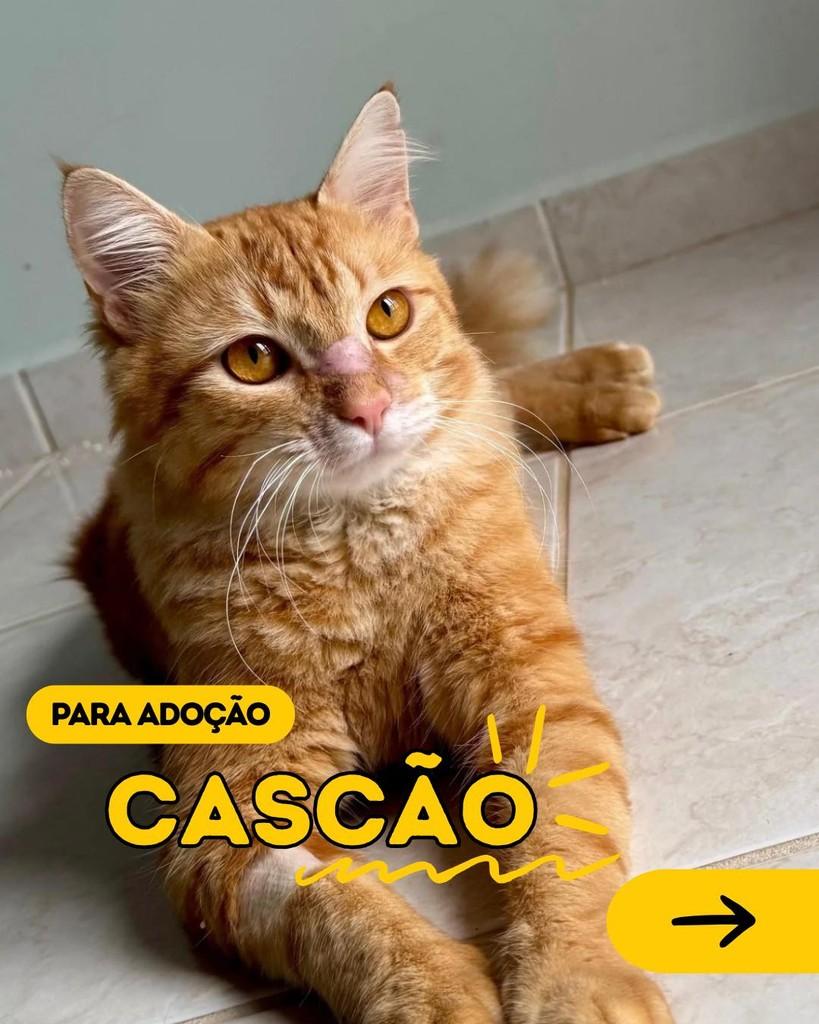 Cascão, gato para adoção em Curitiba - PR