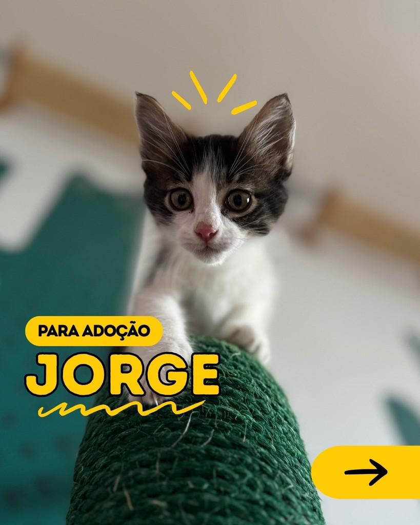 Jorge, gato de porte pequeno para adoção em Curitiba - PR