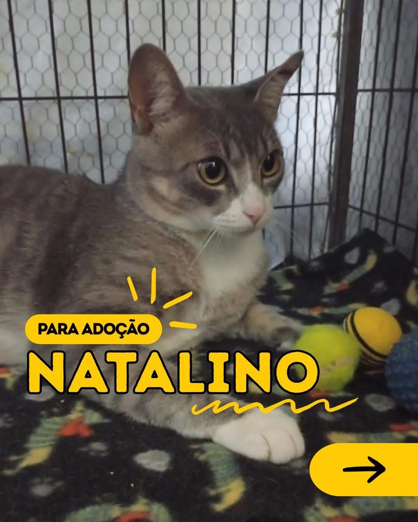 Natalino, gato de porte pequeno para adoção em Curitiba - PR