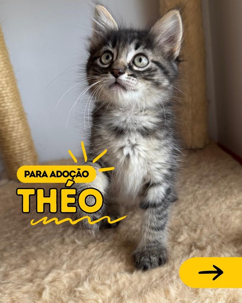 Théo, gato de porte pequeno para adoção em Curitiba - PR