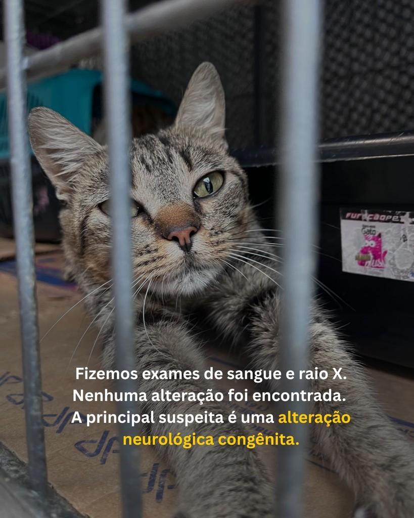 Amélia, gato de porte pequeno para adoção em Curitiba - PR