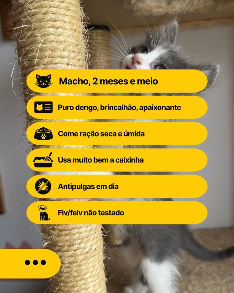 Bruno, gato de porte pequeno para adoção em Curitiba - PR
