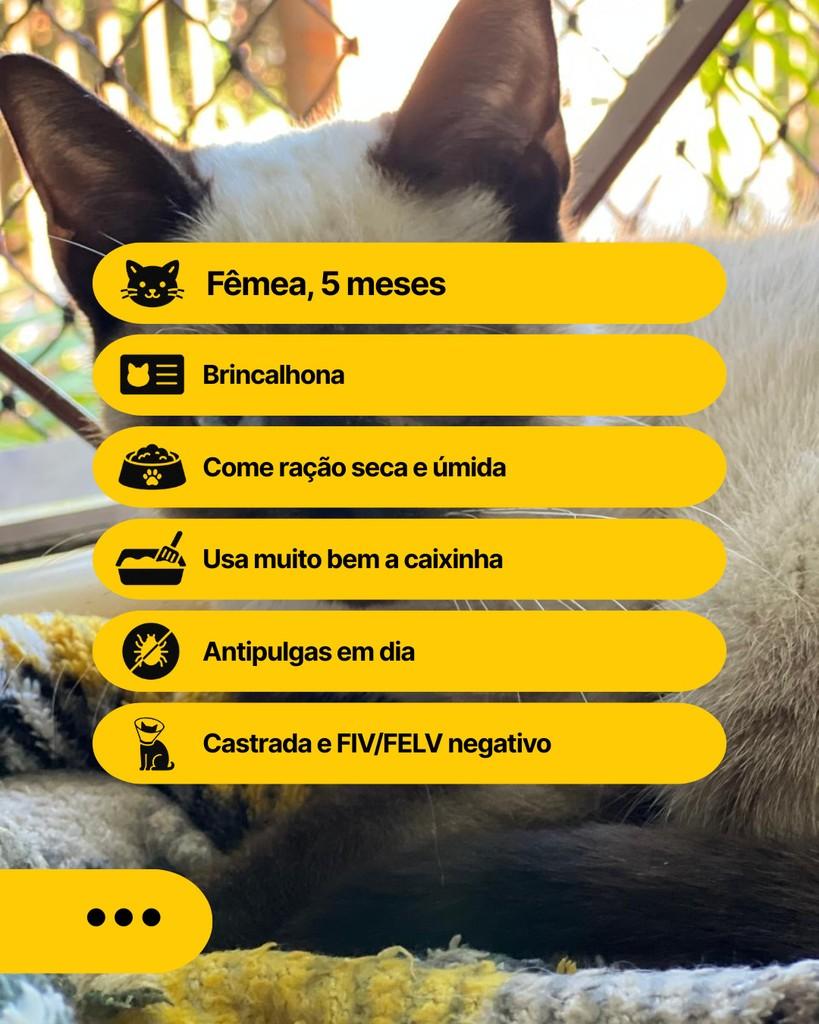 Kimchi, gata de porte pequeno para adoção em Curitiba - PR