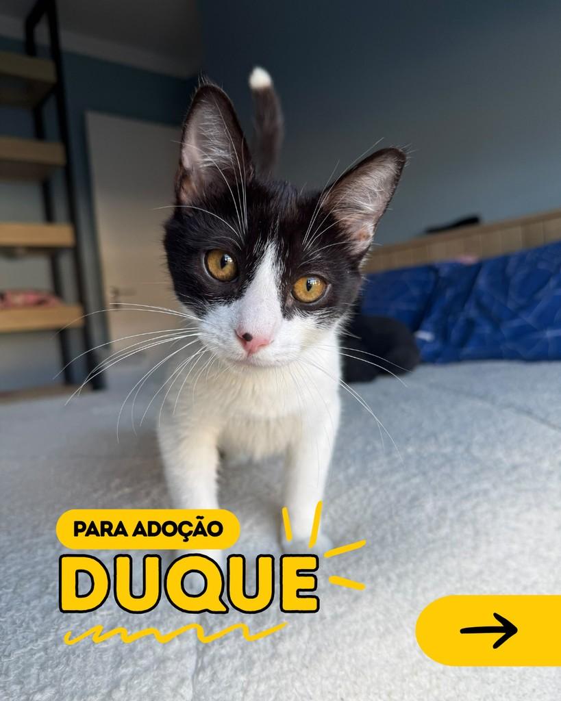Duque, gato de porte pequeno para adoção em Curitiba - PR