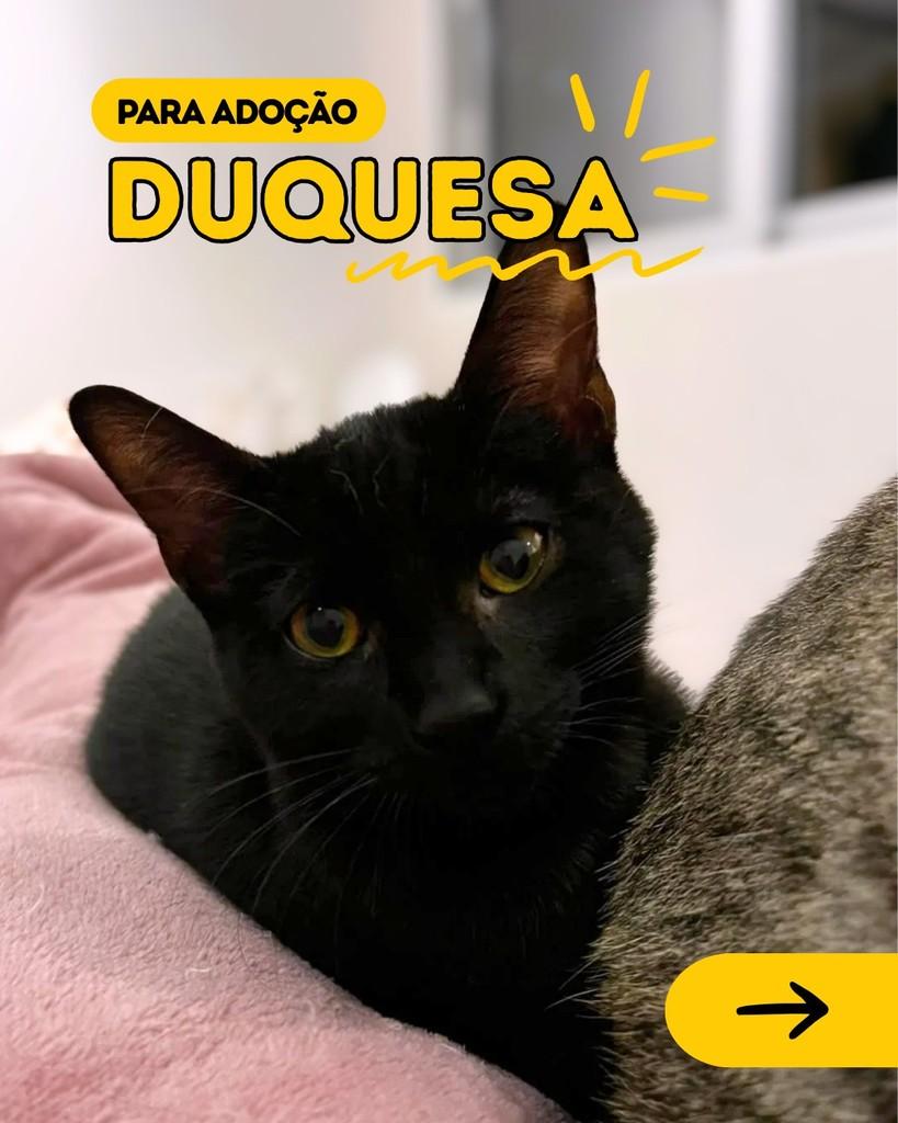Duquesa, gata de porte pequeno para adoção em Curitiba - PR
