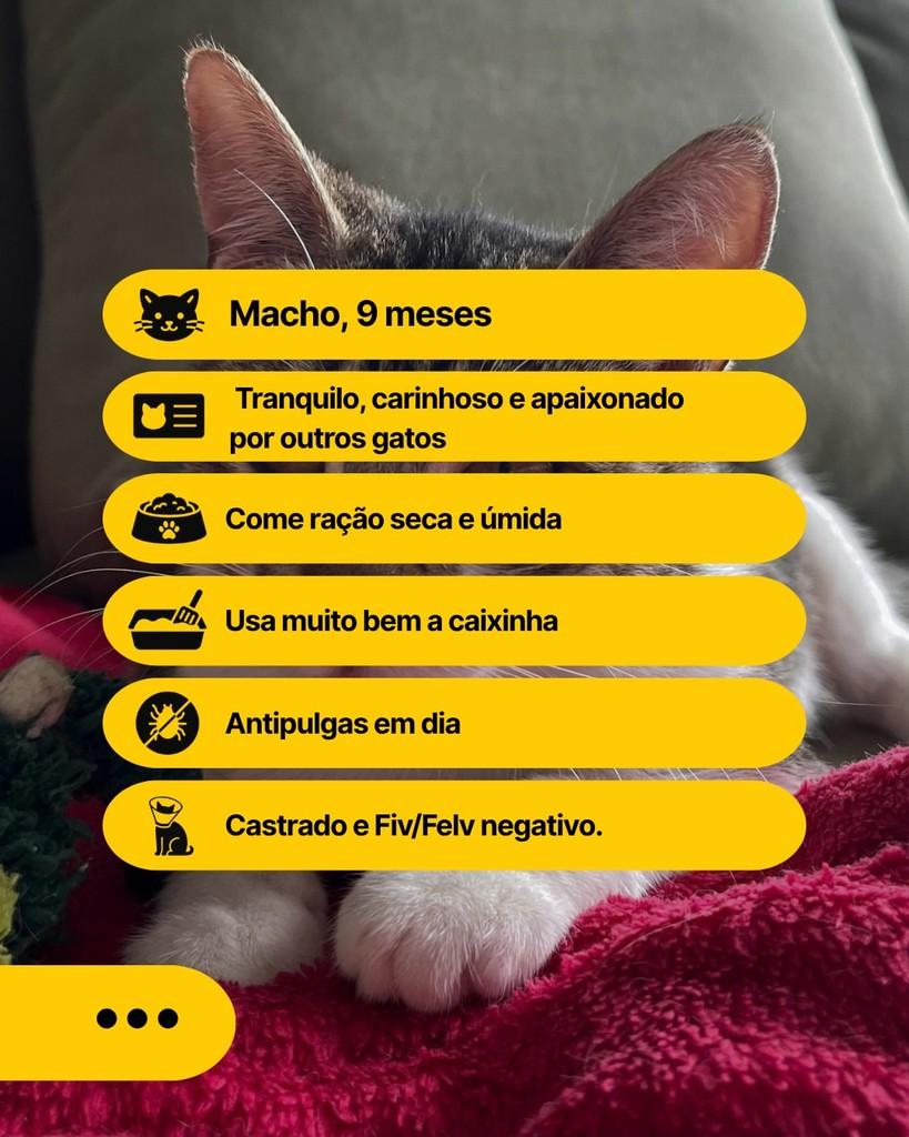 Luan, gato de porte pequeno para adoção em Curitiba - PR