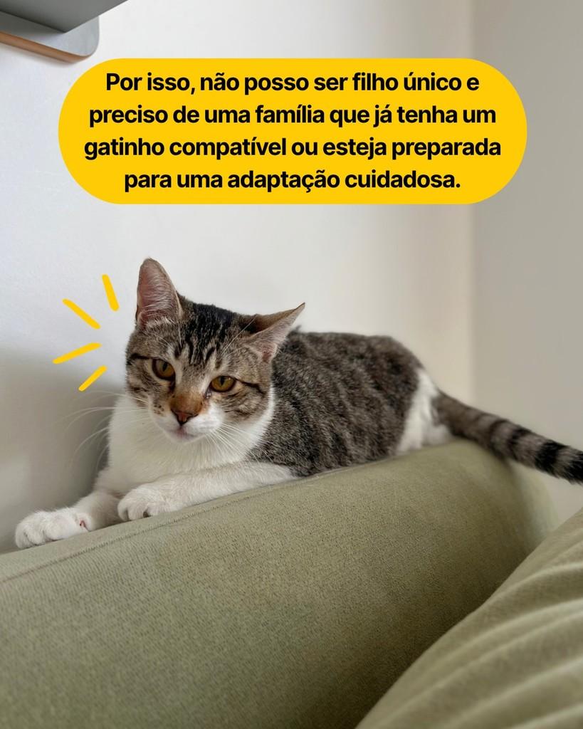 Luan, gato de porte pequeno para adoção em Curitiba - PR — foto 2 de 4