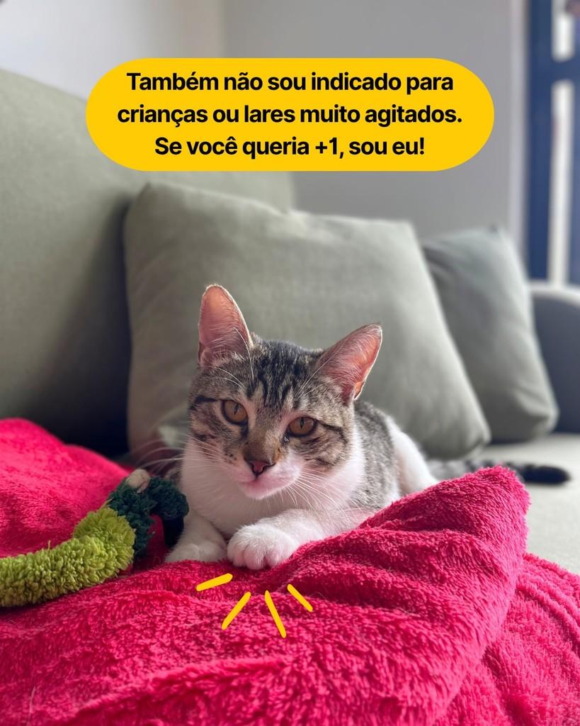 Luan, gato de porte pequeno para adoção em Curitiba - PR — foto 3 de 4