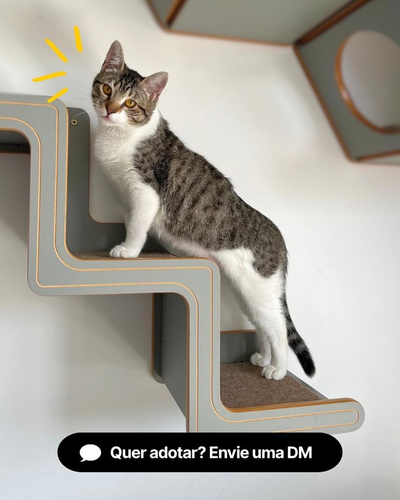 Luan, gato de porte pequeno para adoção em Curitiba - PR — foto 4 de 4