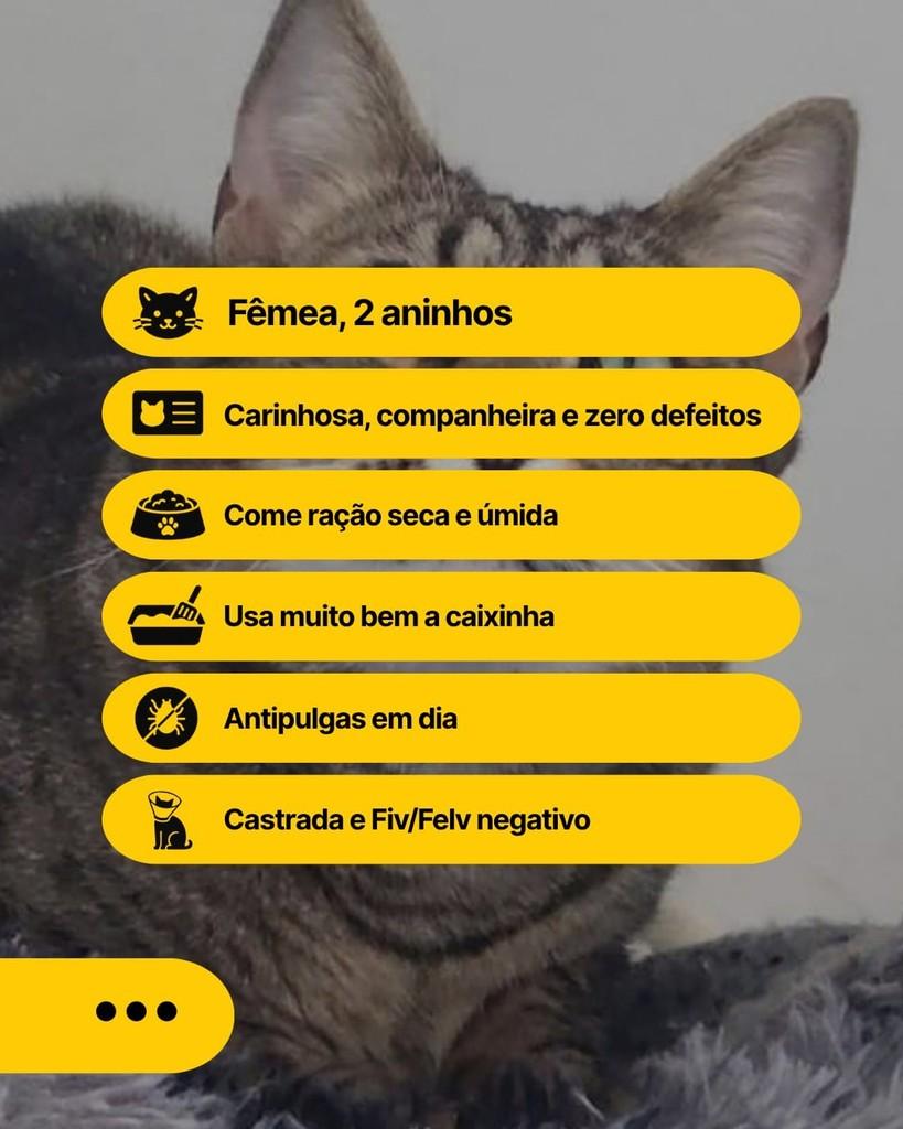 Leona, gata de porte médio para adoção em Curitiba - PR