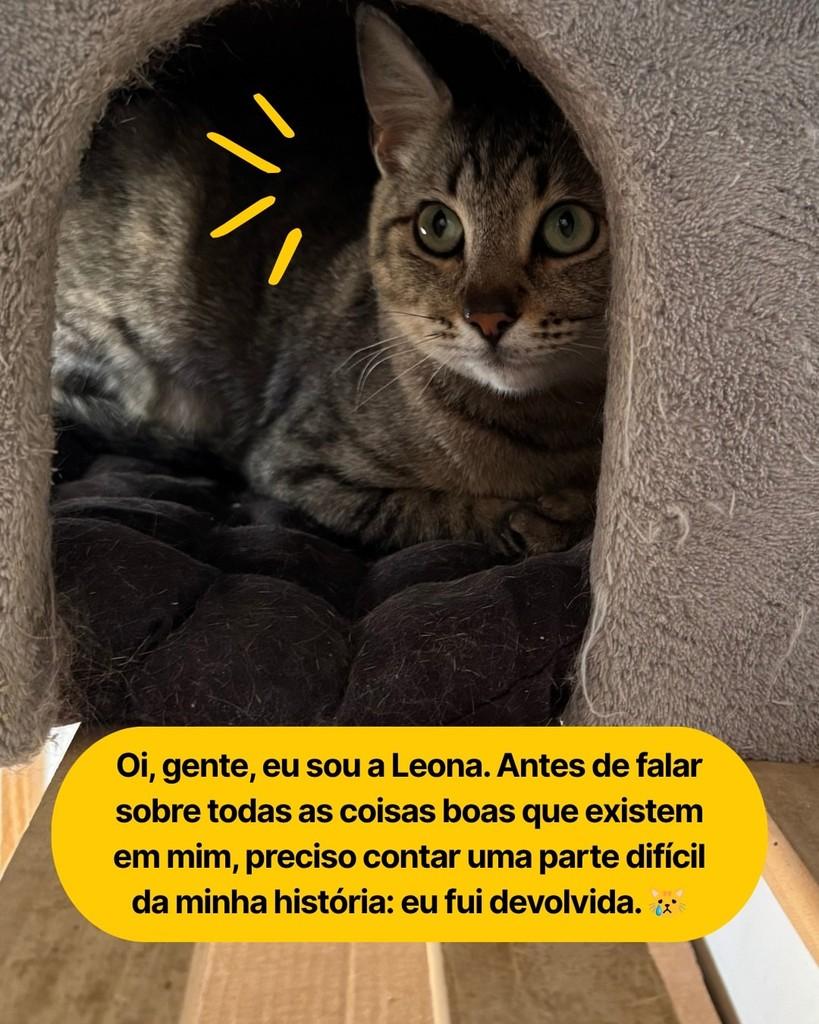Leona, gata de porte médio para adoção em Curitiba - PR — foto 2 de 4